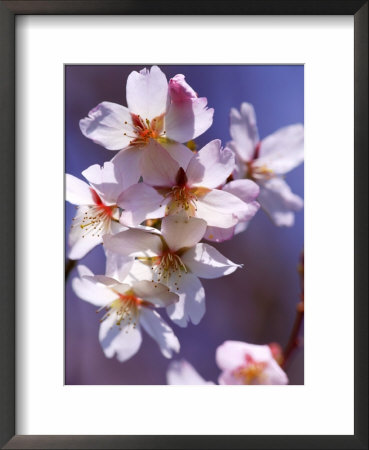 Prunus Hillieri (Ornamental Cherry) by Susie Mccaffrey Pricing Limited Edition Print image