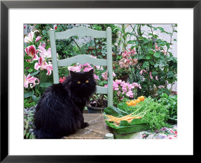 Black Cat Sitting On A Chair Outdoors Surrounded By Lilium Pelargonium by Linda Burgess Pricing Limited Edition Print image