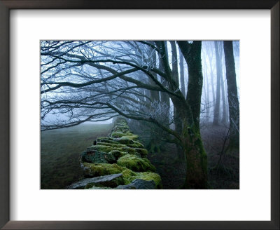 Moss Covered Stone Wall And Trees In Dense Fog by Tommy Martin Pricing Limited Edition Print image