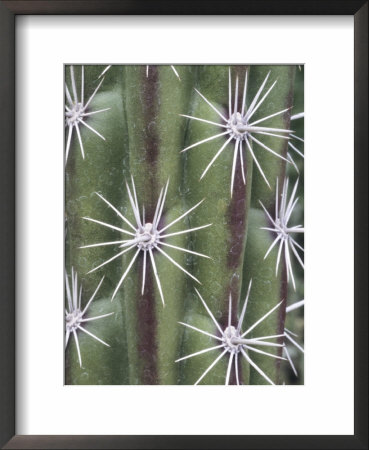 Thistle, Grand Canyon, Arizona, Usa by John & Lisa Merrill Pricing Limited Edition Print image
