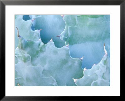 Agave, Sonora Desert Museum, Tucson, Arizona, Usa by Rob Tilley Pricing Limited Edition Print image