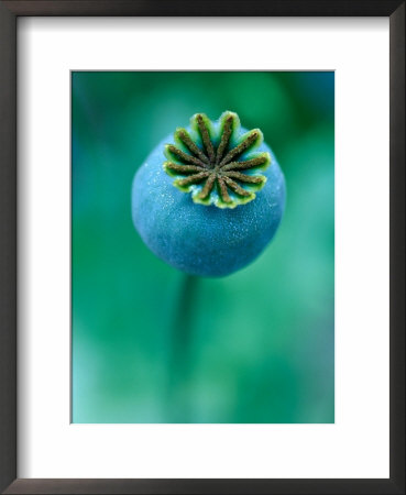 Seedhead Of Papaver Somniferum (Poppy), Close-Up Of Green Seedhead by Lynn Keddie Pricing Limited Edition Print image