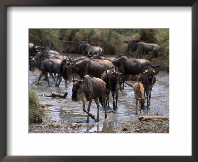 Wildebeests Migrating, Tanzania by Robert Franz Pricing Limited Edition Print image