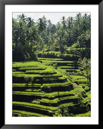 Terraced Rice Fields On Bali Island, Indonesia by Paul Chesley Pricing Limited Edition Print image