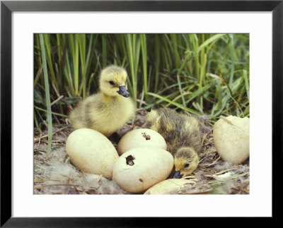 Canada Goslings And Eggs by Michael S. Quinton Pricing Limited Edition Print image