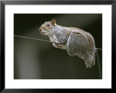 Portrait Of An Eastern Gray Squirrel Balancing On A Wire by Chris Johns Pricing Limited Edition Print image