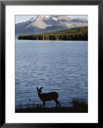 Mule Deer Standing On The Edge Of Maligne Lake by Dean Conger Pricing Limited Edition Print image