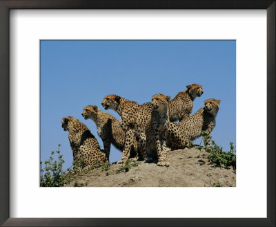 A Group Of African Cheetahs Scan Their Territory For Predators And Prey by Chris Johns Pricing Limited Edition Print image