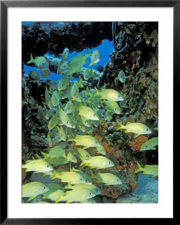 Schooling Bluestriped Grunts, Bahamas, Caribbean by Stuart Westmoreland Pricing Limited Edition Print image