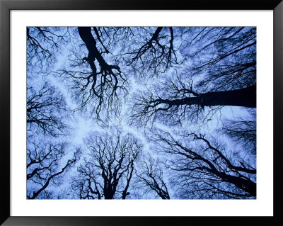 Winter View Of Canopy, Jasmund National Park, Island Of Ruegen, Germany by Christian Ziegler Pricing Limited Edition Print image