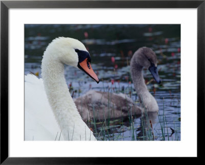 Mute Swan With Cygnet, Ireland by Gareth Mccormack Pricing Limited Edition Print image