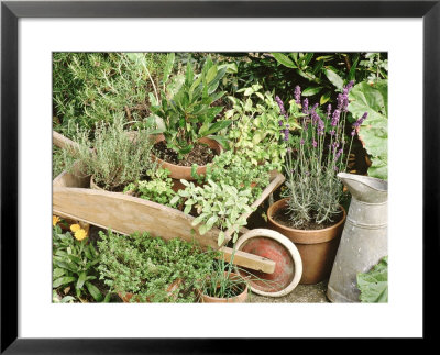 Herbs In Pots Rosemary/Bay/Marjoram Sage, Wheelbarrow & Metal Jug by Lynne Brotchie Pricing Limited Edition Print image