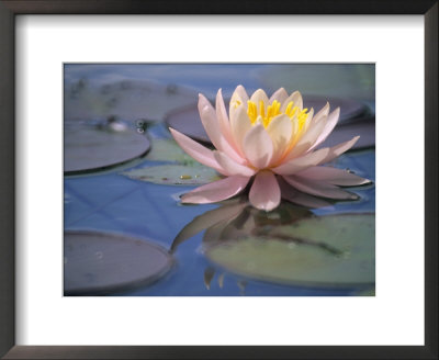 Nymphaea Odorata Rosea (Waterlily, Hardy Group), A Pink Flower With Reflection And Round Leaves by Hemant Jariwala Pricing Limited Edition Print image