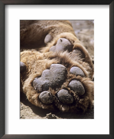African Lion, Pads, Tanzania by Owen Newman Pricing Limited Edition Print image
