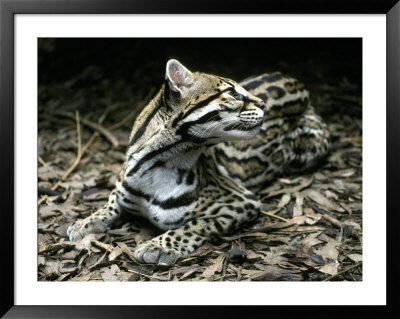 Secretive Ocelot Rests In The Understorey On Forest Leaf Litter, Melbourne Zoo, Australia by Jason Edwards Pricing Limited Edition Print image