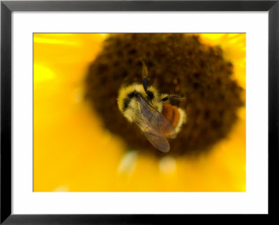 Sunflower And Bumble Bee In Eastern Montana by Joel Sartore Pricing Limited Edition Print image