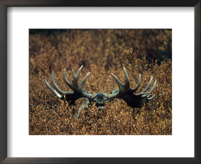 Bull Moose Lifts Its Head To Smell, Alaska by Michael S. Quinton Pricing Limited Edition Print image