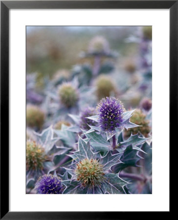 Sea Holly by David Murray Pricing Limited Edition Print image