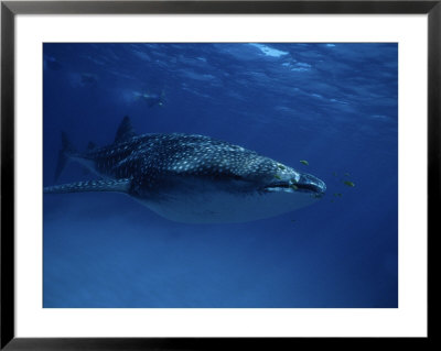 Whale Shark, With Swimmers, W. Australia by Gerard Soury Pricing Limited Edition Print image