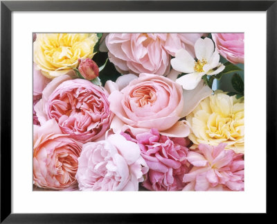 Mixed Roses, Rosa Souvenir De La Malmaison, Rosa Ausham & Rosa Ausblush by Linda Burgess Pricing Limited Edition Print image