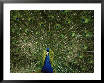 A Male Peacock Displays His Plumage by Joel Sartore Pricing Limited Edition Print image