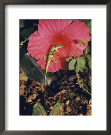 Chameleon On A Hibiscus In A Key West Garden by Justin Locke Pricing Limited Edition Print image