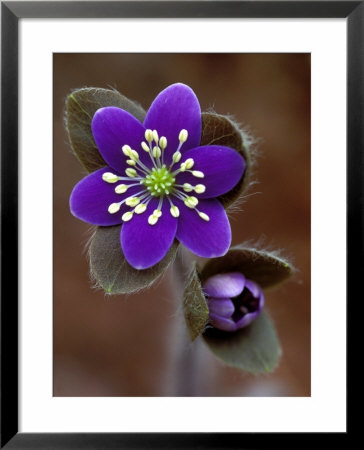Hepatica And Bud, Lapeer, Michigan, Usa by Claudia Adams Pricing Limited Edition Print image