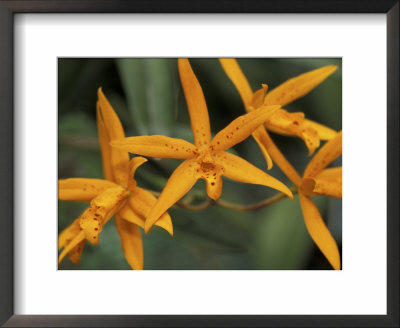 Orchid World, Barbados, Caribbean by Greg Johnston Pricing Limited Edition Print image