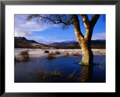 Tree Standing In Frozen Pond With Monadhliath Mountains In Background, Kingussie, United Kingdom by Andrew Parkinson Pricing Limited Edition Print image