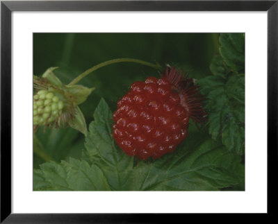 A Ripe Red Salmon Berry Lies On A Leaf Next To A Green Immature Berry by George F. Mobley Pricing Limited Edition Print image