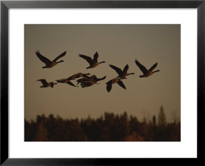 Canada Geese Fly In A Group Through A Goose Sanctuary by Raymond Gehman Pricing Limited Edition Print image