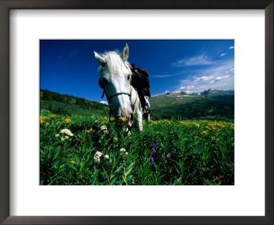 A Horse Sniffs At A Patch Of Wildflowers by Raymond Gehman Pricing Limited Edition Print image