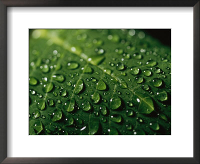 Water Drops And Droplets On A Leaf by Taylor S. Kennedy Pricing Limited Edition Print image