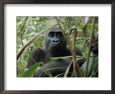 A Once Capitve Gorilla Is Now Flourishing One Of Gabons New Parks by Michael Nichols Pricing Limited Edition Print image