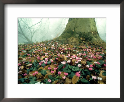 Cyclamen, Eynsham Hall, Uk by Tim Shepherd Pricing Limited Edition Print image