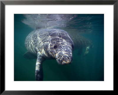 Manatees, Crystal River Nw Refuge, Fl by Frank Staub Pricing Limited Edition Print image