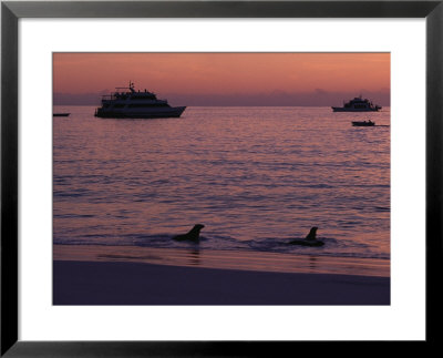 Cruise Ships And Sea Lions, Galapagos Islands by Ernest Manewal Pricing Limited Edition Print image
