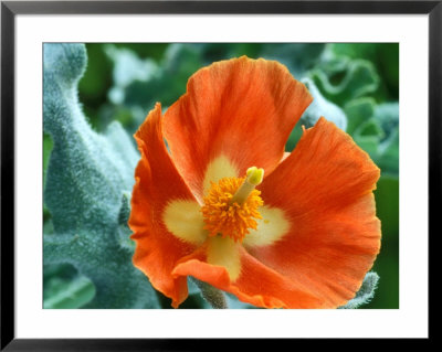 Glaucium Corniculatum, Close-Up Of Orange Flower Head by Chris Burrows Pricing Limited Edition Print image