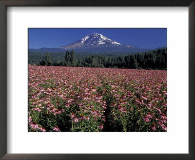 Trout Lake, Mt. Adams With Echinacea Flower Field, Washington, Usa by Jamie & Judy Wild Pricing Limited Edition Print image