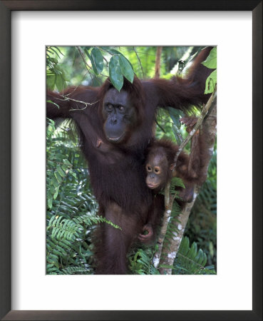 Orangutan Mother And Baby In Tree, Tanjung National Park, Borneo by Theo Allofs Pricing Limited Edition Print image
