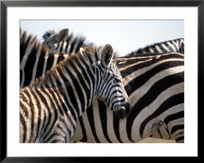 Black And White Stripe Pattern Of A Plains Zebra Colt, Kenya by William Sutton Pricing Limited Edition Print image