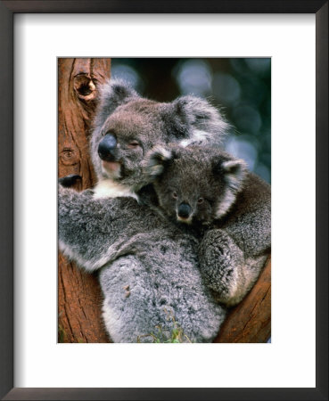 Koala With Baby (Phascolarctos Cinereus), New South Wales, Australia by Mark Newman Pricing Limited Edition Print image