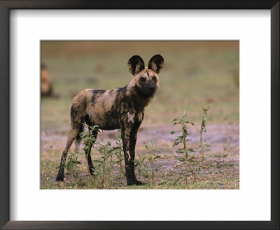 Cape Hunting Dog In Chobe National Park by Beverly Joubert Pricing Limited Edition Print image