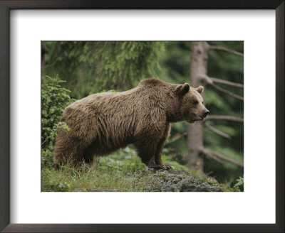 Portrait Of A Brown Bear by Norbert Rosing Pricing Limited Edition Print image