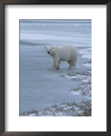 A Polar Bear Stepping Onto Ice From Land by Tom Murphy Pricing Limited Edition Print image