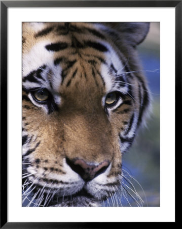 Tiger, Panthera Tigris by Mark Newman Pricing Limited Edition Print image