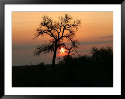 African Landscape, Kruger National Park by Keith Levit Pricing Limited Edition Print image