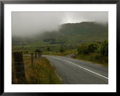 Ireland, Ring Of Kerry, Seagull by Keith Levit Pricing Limited Edition Print image