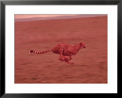 Cheetah In Africa by John Dominis Pricing Limited Edition Print image
