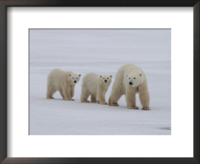 Polar Bears, Churchill, Manitoba by Keith Levit Pricing Limited Edition Print image